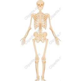 Human Skeleton