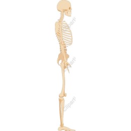 Anatomical Skeleton