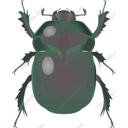 Elegant Green Beetle