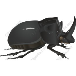 Black Rhinoceros Beetle