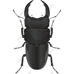 Stag Beetle