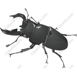 Beetle