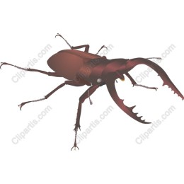 Stag Beetle