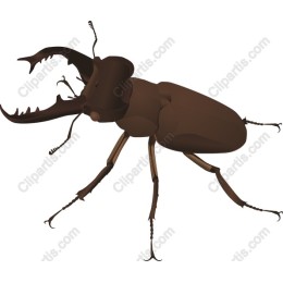 Stag Beetle