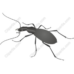 Insect