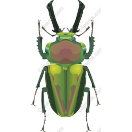 Green Beetle