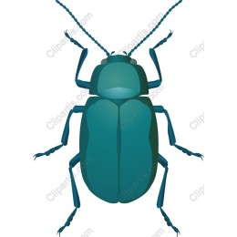 Teal Beetle
