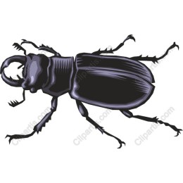 Intricate Beetle