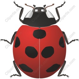Ladybug - and