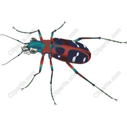 Colorful Beetle