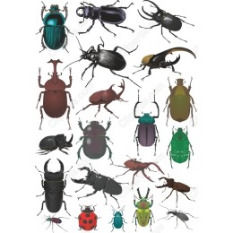 Beetle Set - Collection
