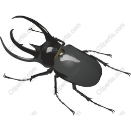 Beetle - Nature Graphics