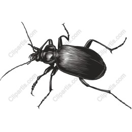 Realistic Beetle