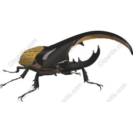 Japanese Rhinoceros Beetle
