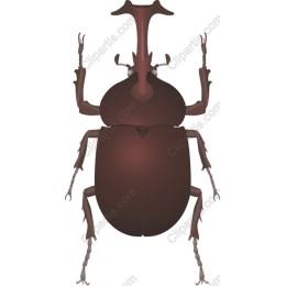 Stag Beetle