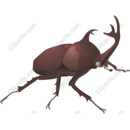 Scarab Beetle