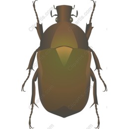 Elegant Beetle
