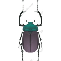 Vibrant Beetle