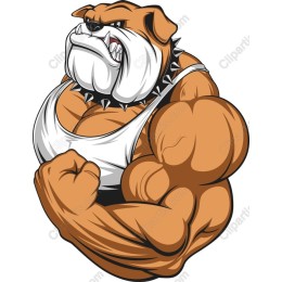 Muscular Bulldog
