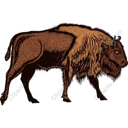 Bison Majesty - Hand-Drawn