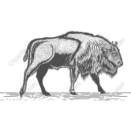 Majestic Vintage Bison