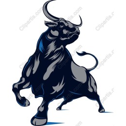Muscular Bull