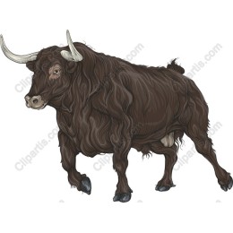 Highland Bull