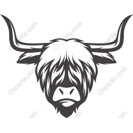 Highland Cow