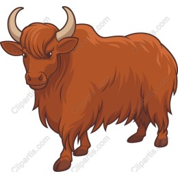 Highland Cow