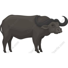 Majestic Water Buffalo