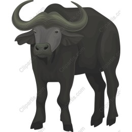 African Buffalo