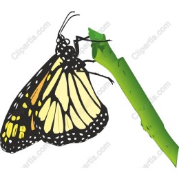 Vibrant Butterfly
