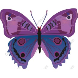 Vibrant Butterfly
