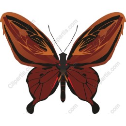 Elegant Butterfly