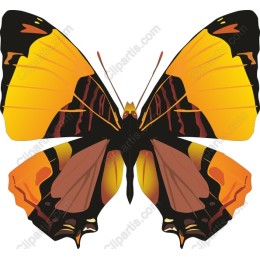 Vibrant Butterfly