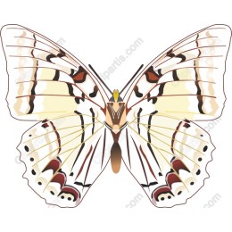 Elegant Butterfly