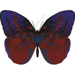 Vibrant Butterfly