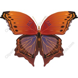 Vibrant Orange Butterfly