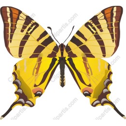 Vibrant Butterfly