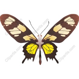 Tropical Butterfly
