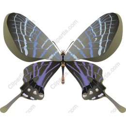 Vibrant Butterfly
