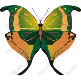 Vibrant Butterfly
