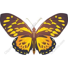 Golden Monarch Butterfly