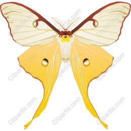 Tropical Butterfly