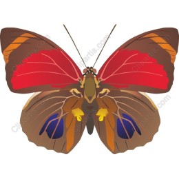 Colorful Butterfly