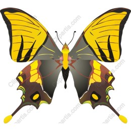 Golden Swallowtail Butterfly