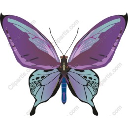 Vibrant Butterfly