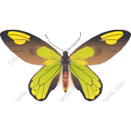Vibrant Butterfly