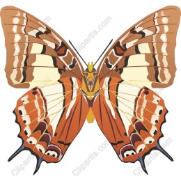 Elegant Butterfly