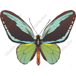 Vibrant Butterfly